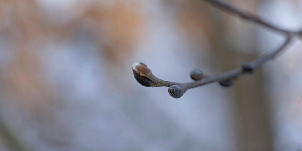 a close up of a tree branch with leaves